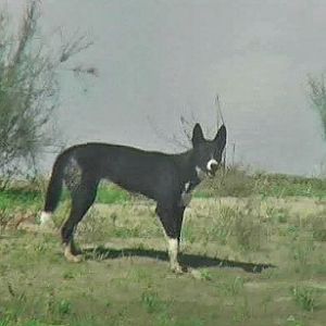 Black dingo.  NSW