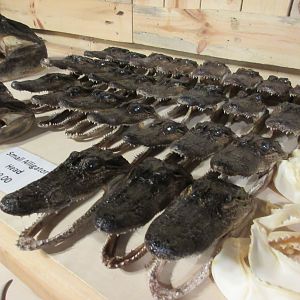 Alligator Skulls in Gift Shop