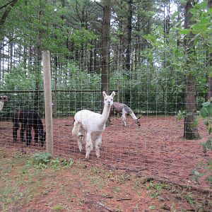 Multi-acre Llama Exhibit