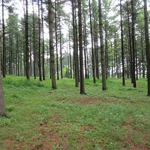 Multi-acre Llama Exhibit