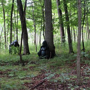 Lowland Gorillas