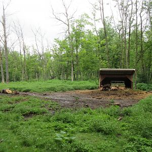 Multi-acre European Red Deer/White-tailed Deer Exhibit