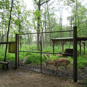 Multi-acre Fallow Deer Exhibit