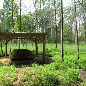 Multi-acre Fallow Deer Exhibit