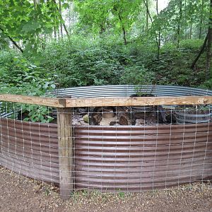 Striped Skunk Exhibit