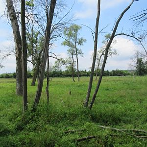 Multi-acre American Elk Exhibit