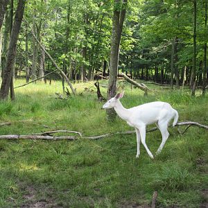Albino White-tailed Deer