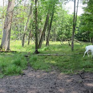 Albino White-tailed Deer Exhibit (a herd of perhaps a dozen)