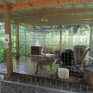 Coyote Exhibit - appalling!