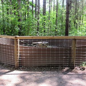 Domestic Ferret Exhibit