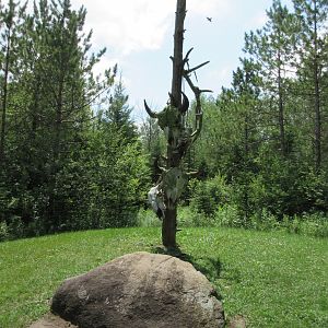 Native American Buffalo Prayer Pole