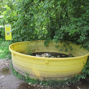 Ornate Box Turtle/Red-footed Tortoise Exhibit