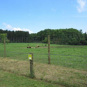Multi-acre American Bison Exhibit