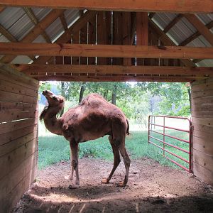 Dromedary Barn