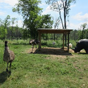 Ostrich/Emu/Rhea/Rhino Statue Exhibit