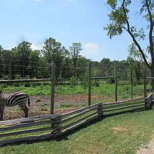 Plains Zebra Exhibit
