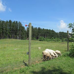 Dall Sheep Exhibit