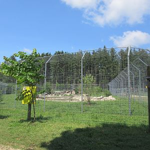 Cougar Exhibit - New in 2017