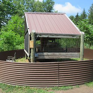 Arctic Fox Exhibit