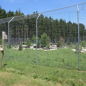 Cougar Exhibit - New in 2017