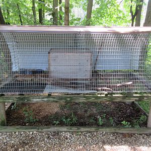 Virginia Opossum Exhibit