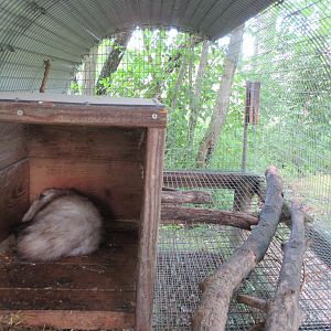 Virginia Opossum Exhibit