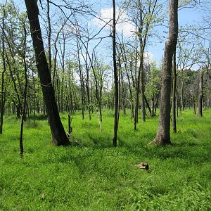 Multi-acre European Red Deer Exhibit