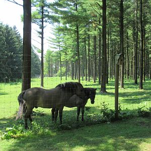 Tarpan Horse Exhibit