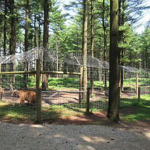 Grizzly Bear Exhibit