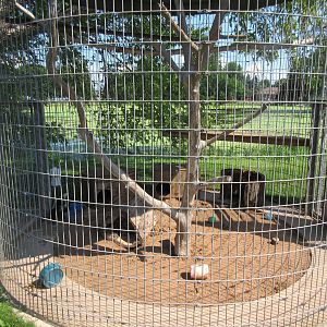Striped Skunk Exhibit