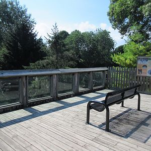 1-Acre Grey Wolf Exhibit - Viewing Deck