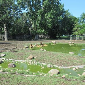 American Elk Exhibit