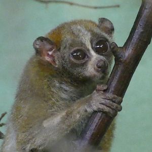Pygmy slow loris, July 2018