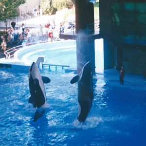 Shamu Show - circa. 1999-2000