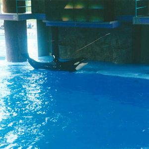 Shamu Show - circa. 1999-2000