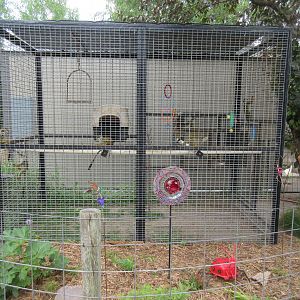 Common Squirrel Monkey Exhibit