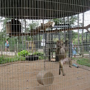 Olive Baboon + Hamadryas Baboon Exhibit