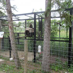 Tufted Capuchin Exhibit