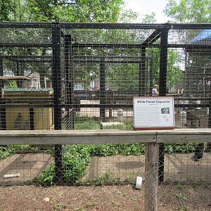 White-throated Capuchin Exhibit