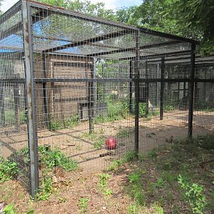 Black Leopard Exhibit