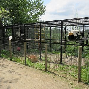 Patas Monkey Exhibit #1