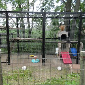 Patas Monkey Exhibit #2