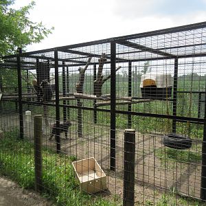 Booted Macaque + Sulawesi Crested Macaque Exhibit
