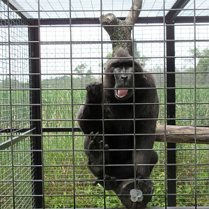 Sulawesi Crested Macaque