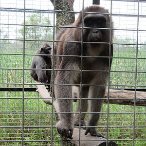 Booted Macaque + Sulawesi Crested Macaque