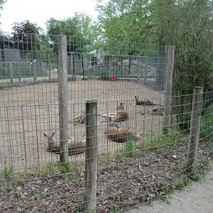 Red Kangaroo Exhibit