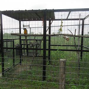 Blue-and-Gold Macaw Exhibit