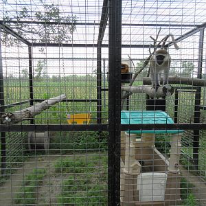 Vervet Monkey Exhibit