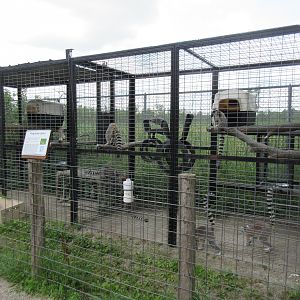 Ring-tailed Lemur Exhibit