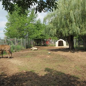 Nilgai Exhibit